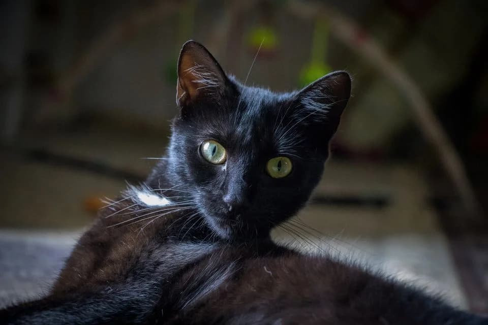 Gaia, female Mixed Breed for adoption at Cesta za domovom — photo 7 of 15