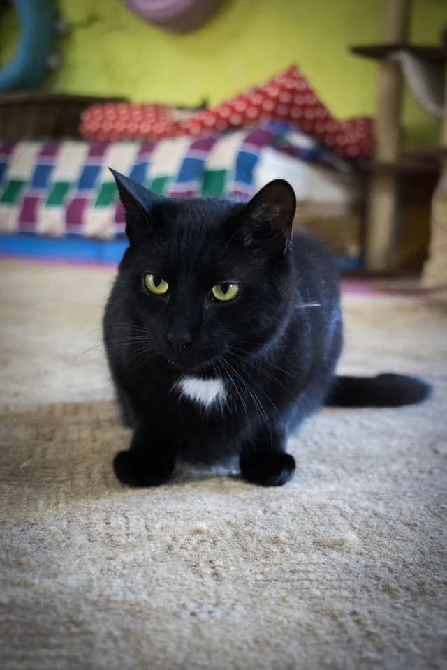 Gaia, female Mixed Breed for adoption at Cesta za domovom — photo 8 of 15