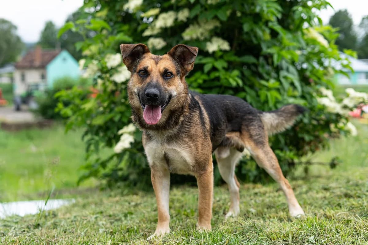 James, male young Mixed Breed for adoption at Cesta za domovom