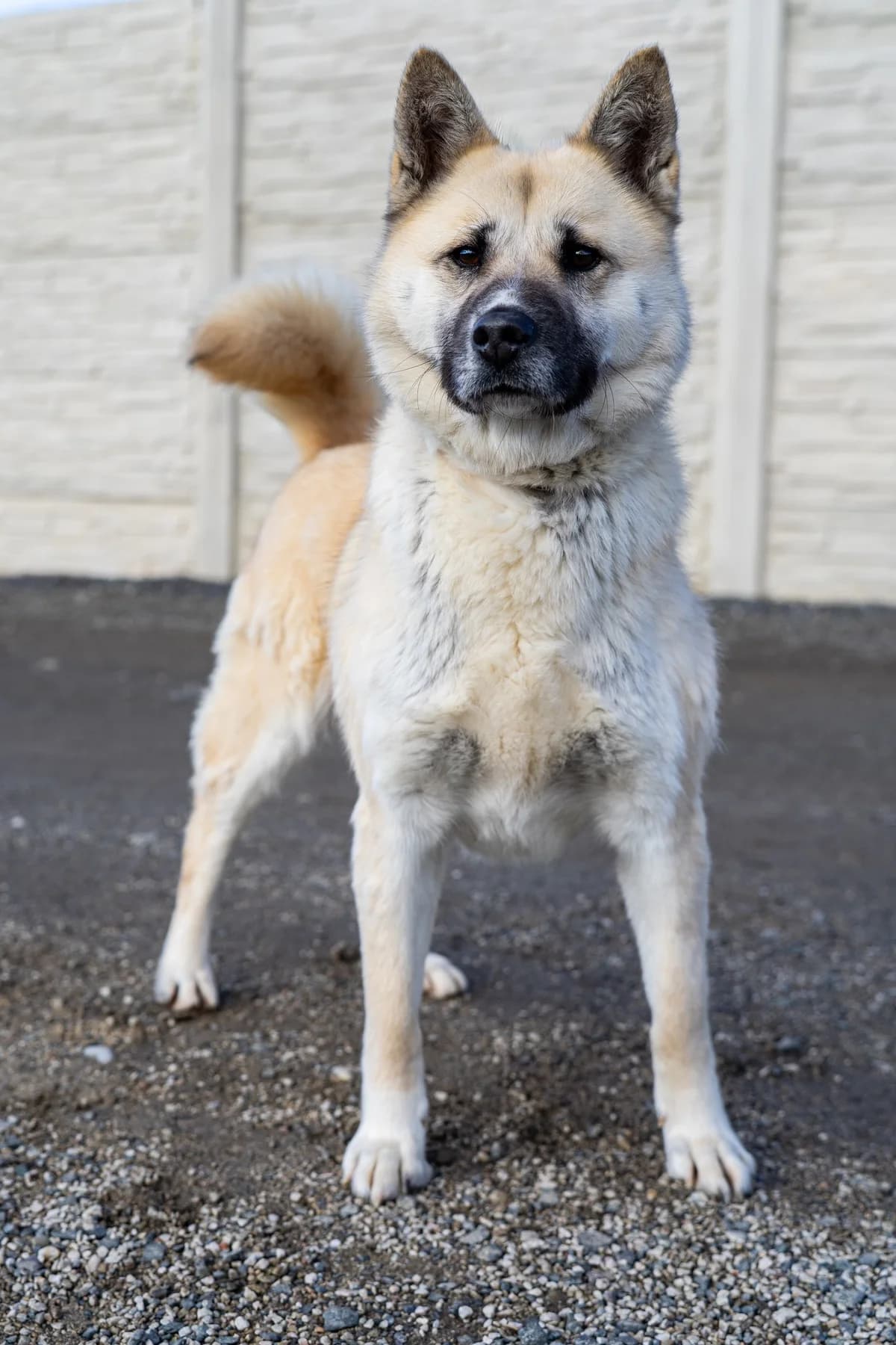 Kaala, female 4yo Mixed Breed for adoption at Cesta za domovom