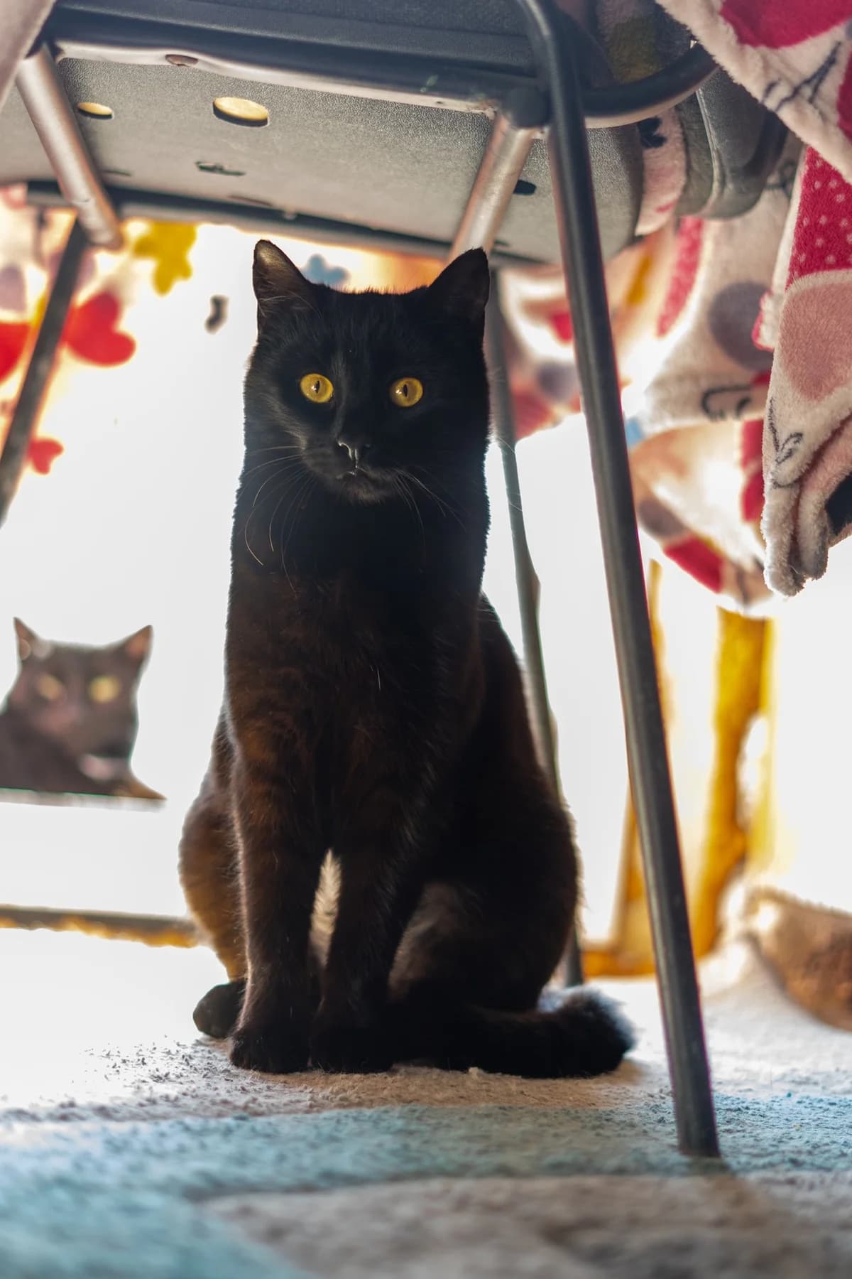 Kara, female Mixed Breed for adoption at Cesta za domovom