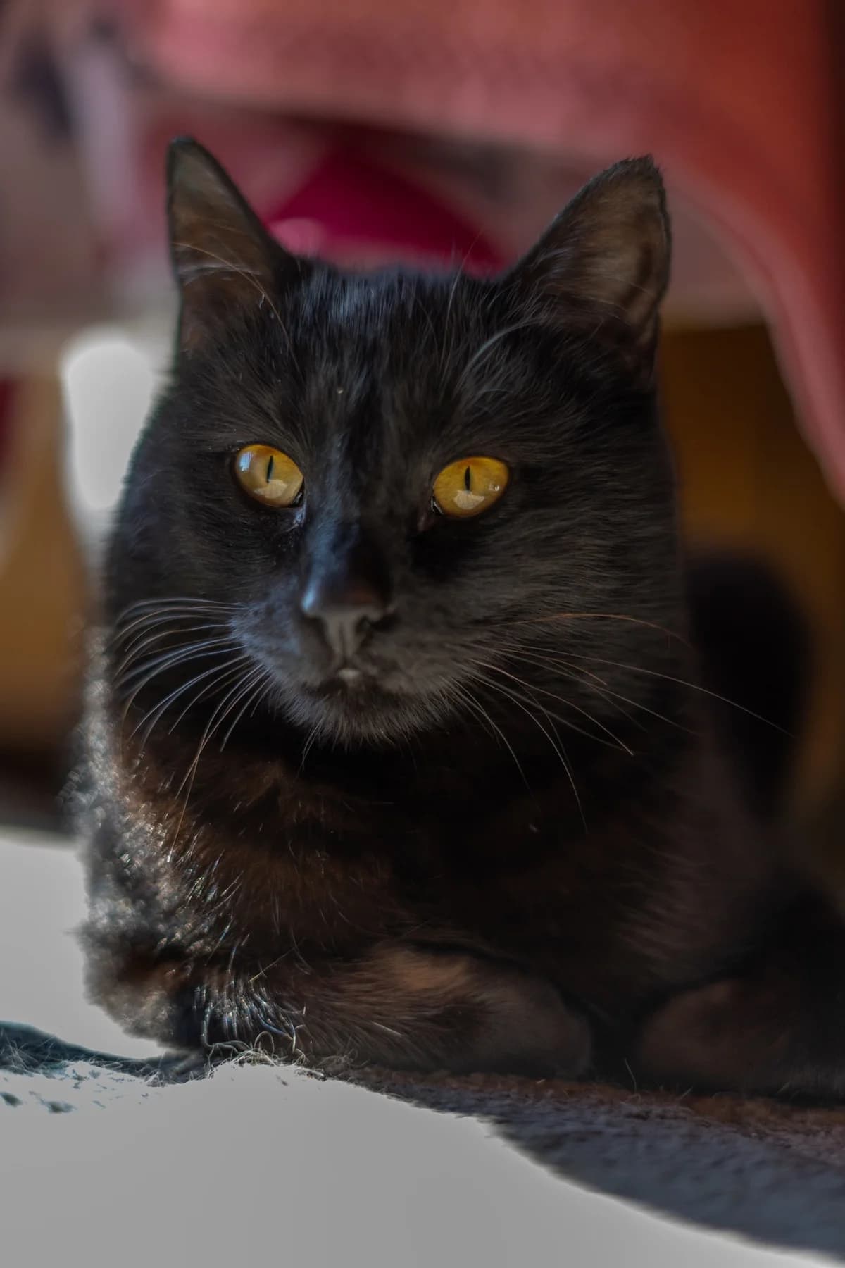 Kara, female Mixed Breed for adoption at Cesta za domovom — photo 2 of 11