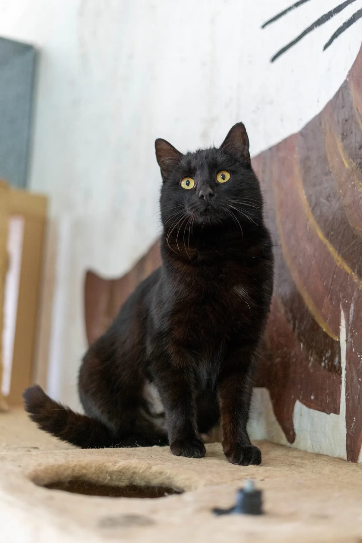 Kara, female Mixed Breed for adoption at Cesta za domovom — photo 3 of 11