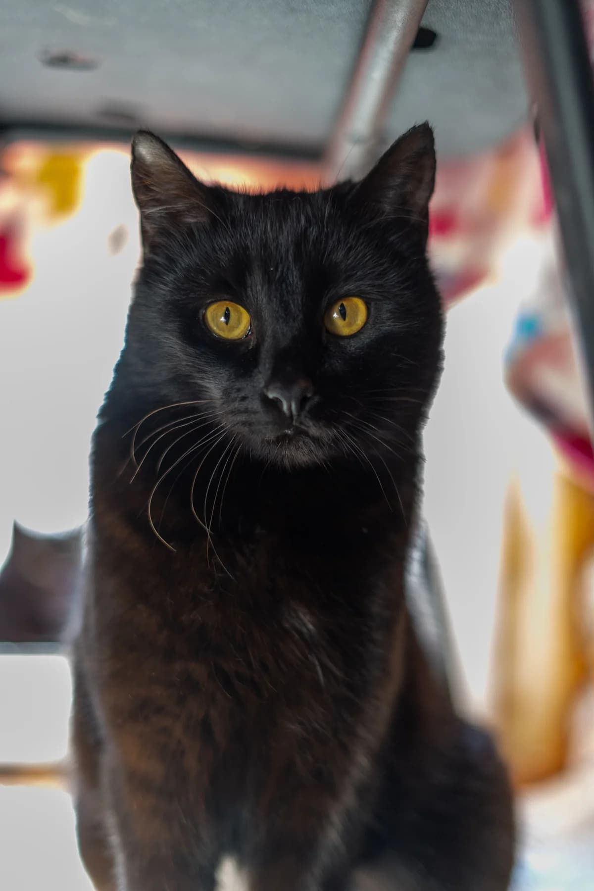 Kara, female Mixed Breed for adoption at Cesta za domovom — photo 5 of 11