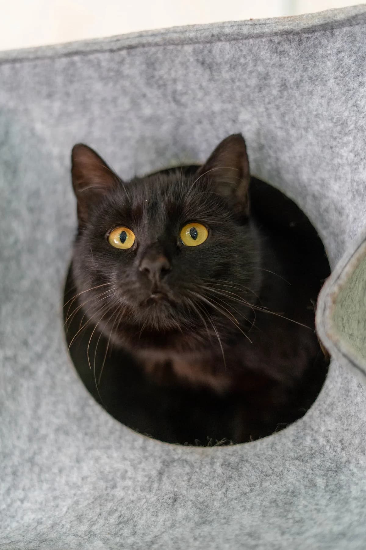 Kara, female Mixed Breed for adoption at Cesta za domovom — photo 6 of 11