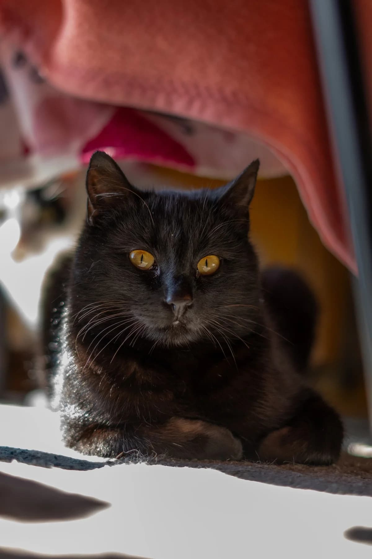 Kara, female Mixed Breed for adoption at Cesta za domovom — photo 7 of 11