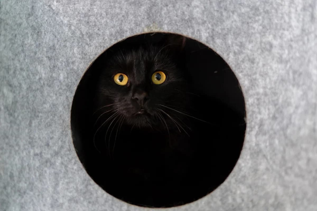 Kara, female Mixed Breed for adoption at Cesta za domovom — photo 8 of 11