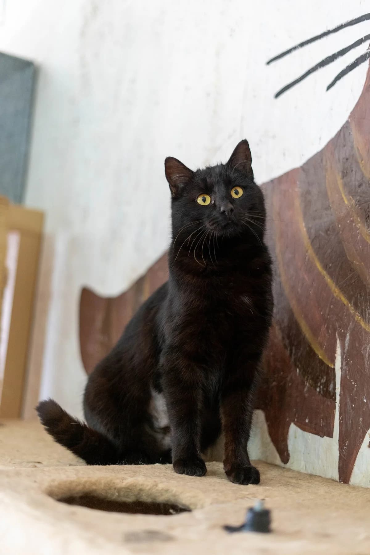 Kara, female Mixed Breed for adoption at Cesta za domovom