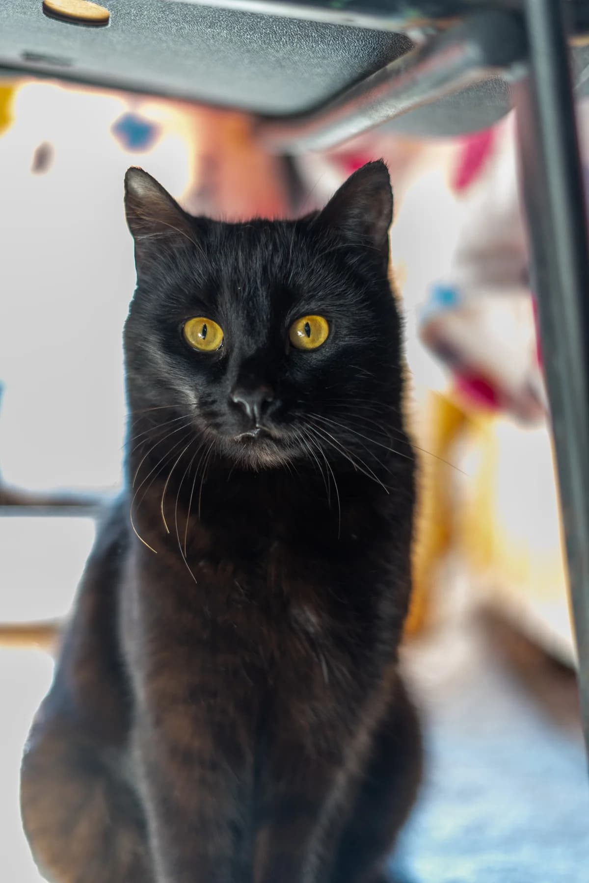 Kara, female Mixed Breed for adoption at Cesta za domovom — photo 3 of 14