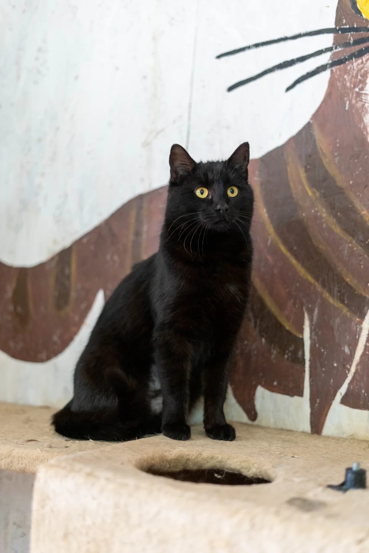 Kara, female Mixed Breed for adoption at Cesta za domovom — photo 4 of 14