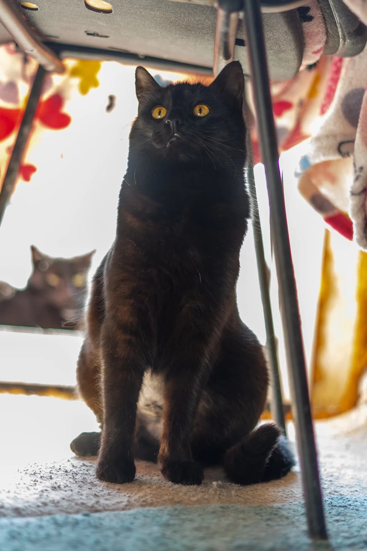 Kara, female Mixed Breed for adoption at Cesta za domovom — photo 7 of 14