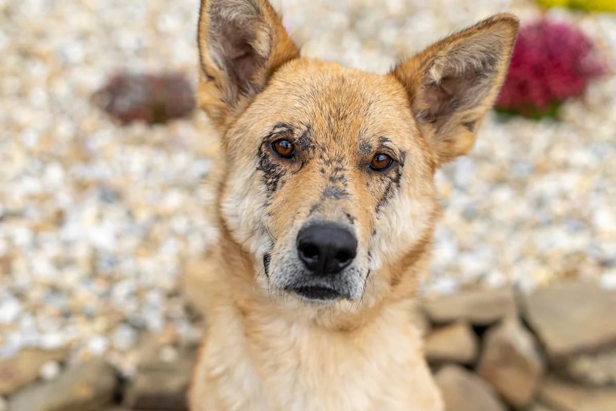 Kentucky, male young Mixed Breed for adoption at Cesta za domovom