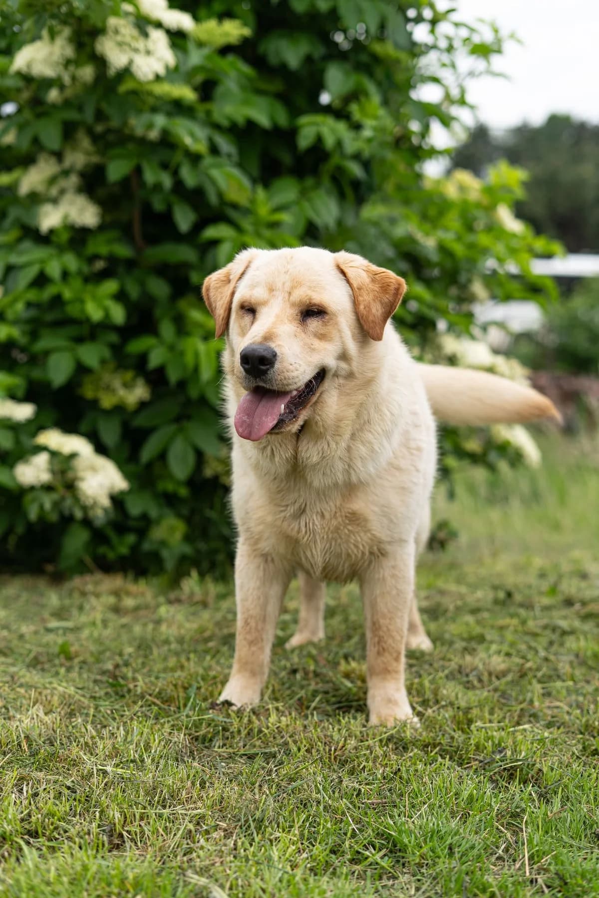 Langoš, male young Mixed Breed for adoption at Cesta za domovom