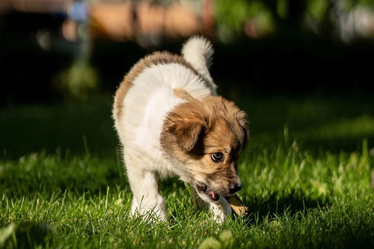 Lulu, female puppy Mixed Breed for adoption at Cesta za domovom