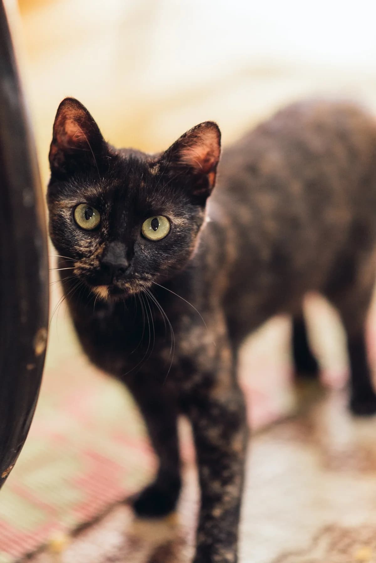 Milica, female Mixed Breed for adoption at Cesta za domovom