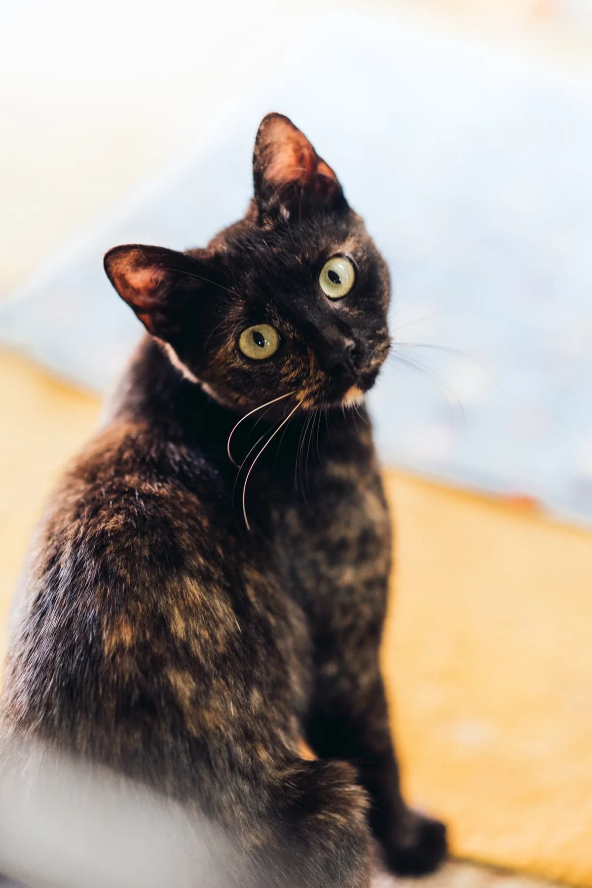 Milica, female Mixed Breed for adoption at Cesta za domovom — photo 2 of 6