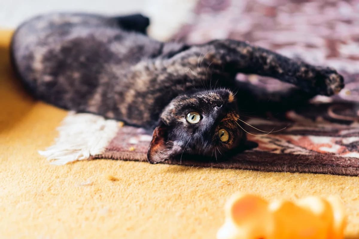 Milica, female Mixed Breed for adoption at Cesta za domovom — photo 3 of 6