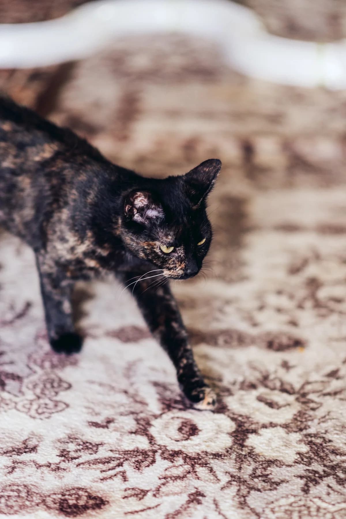 Milica, female Mixed Breed for adoption at Cesta za domovom — photo 4 of 6