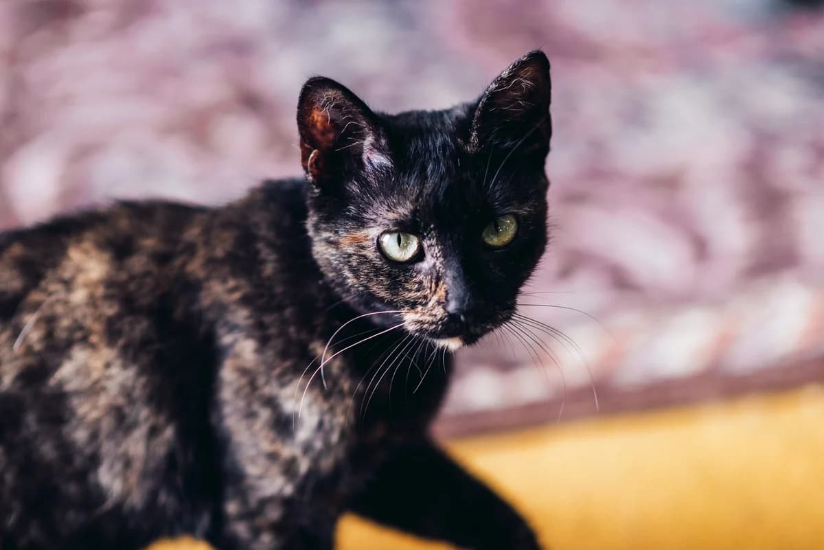 Milica, female Mixed Breed for adoption at Cesta za domovom — photo 5 of 6