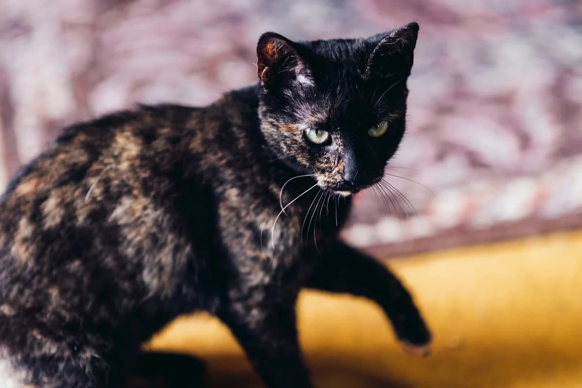 Milica, female Mixed Breed for adoption at Cesta za domovom — photo 6 of 6