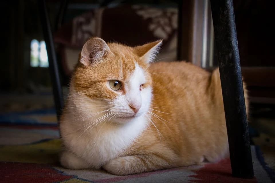 Noel, male senior Mixed Breed for adoption at Cesta za domovom