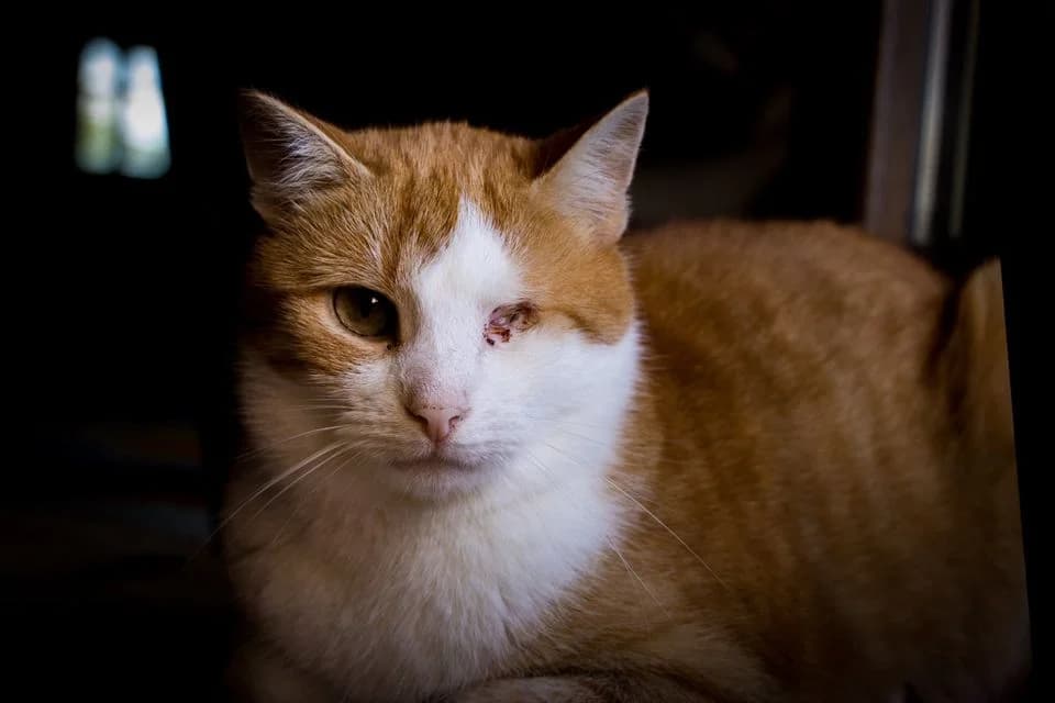 Noel, male Mixed Breed for adoption at Cesta za domovom — photo 2 of 18