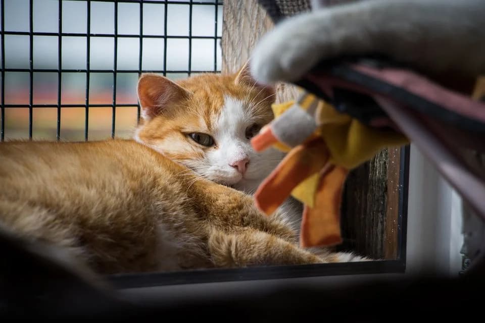 Noel, male Mixed Breed for adoption at Cesta za domovom — photo 3 of 18