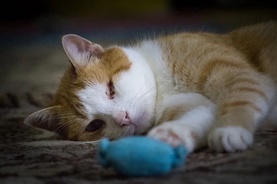 Noel, male Mixed Breed for adoption at Cesta za domovom — photo 4 of 18