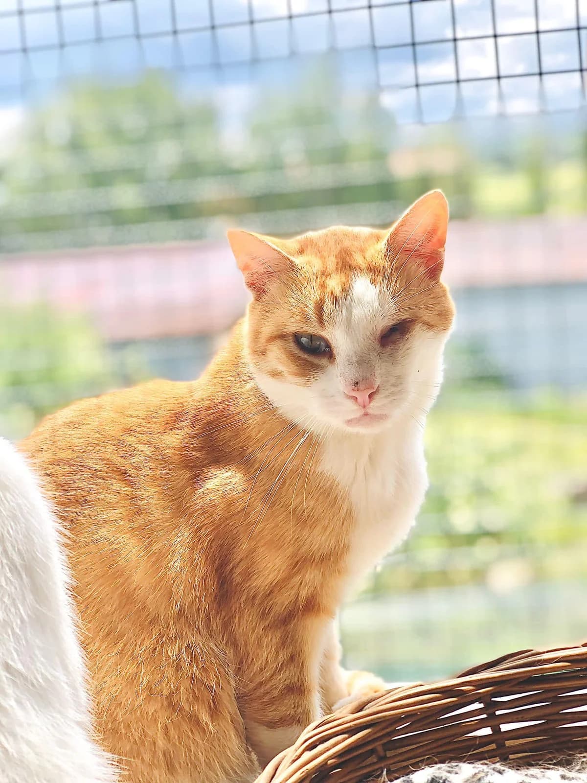 Noel, male Mixed Breed for adoption at Cesta za domovom — photo 5 of 18