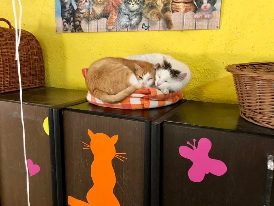 Noel, male Mixed Breed for adoption at Cesta za domovom — photo 6 of 18