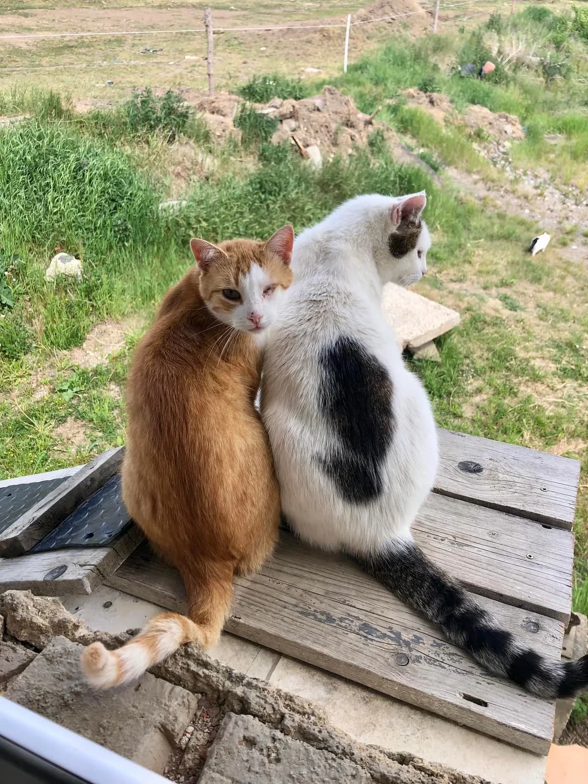 Noel, male Mixed Breed for adoption at Cesta za domovom — photo 7 of 18