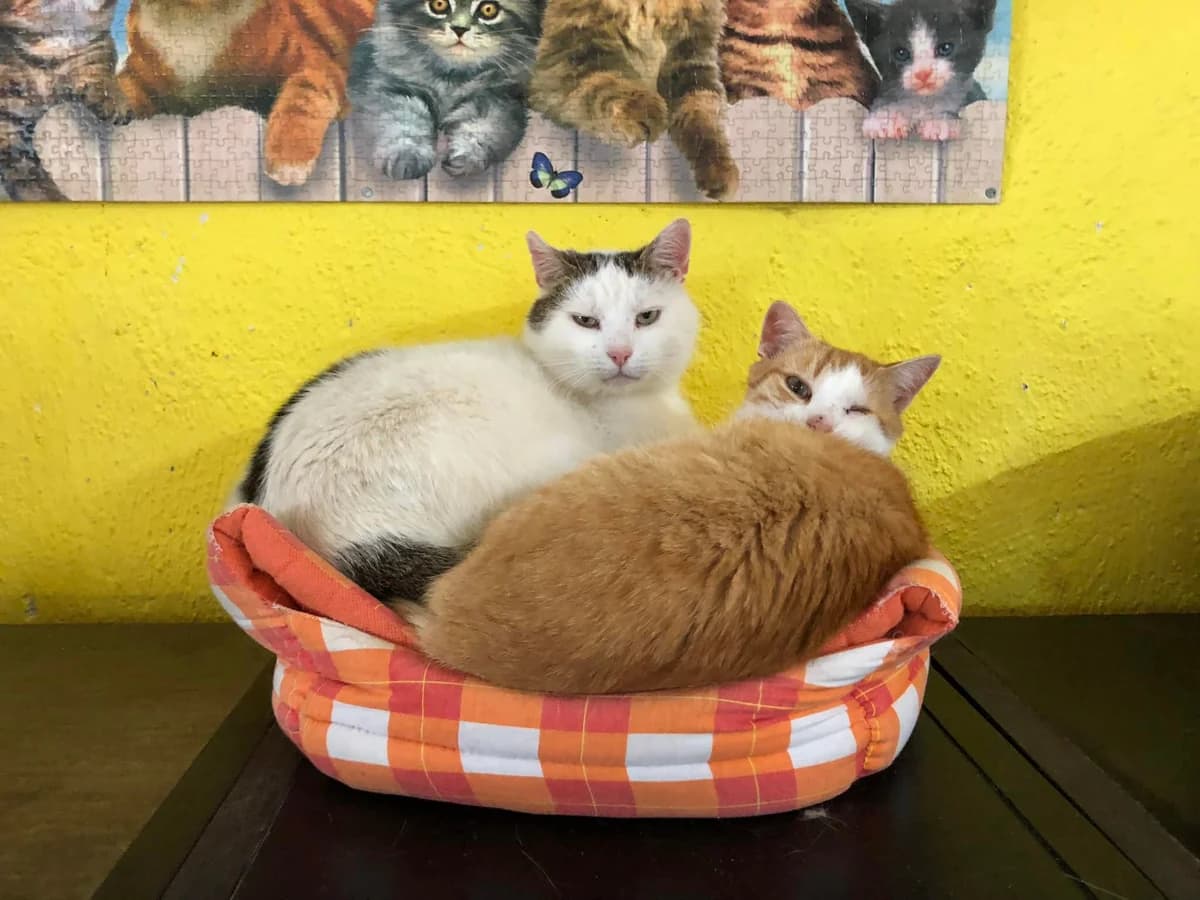 Noel, male Mixed Breed for adoption at Cesta za domovom — photo 8 of 18