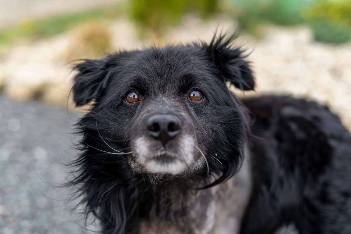 Noro, male 4yo Mixed Breed for adoption at Cesta za domovom