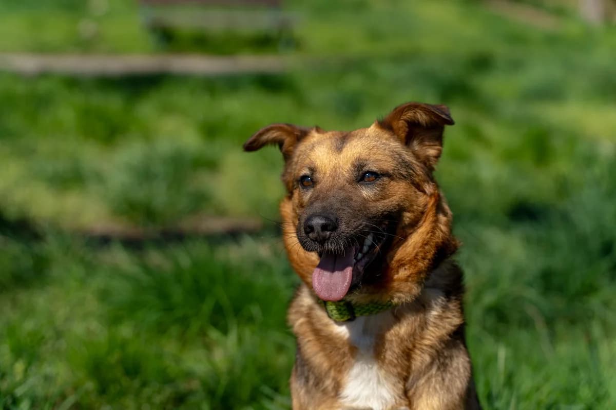 Nubia, female young Mixed Breed for adoption at Cesta za domovom