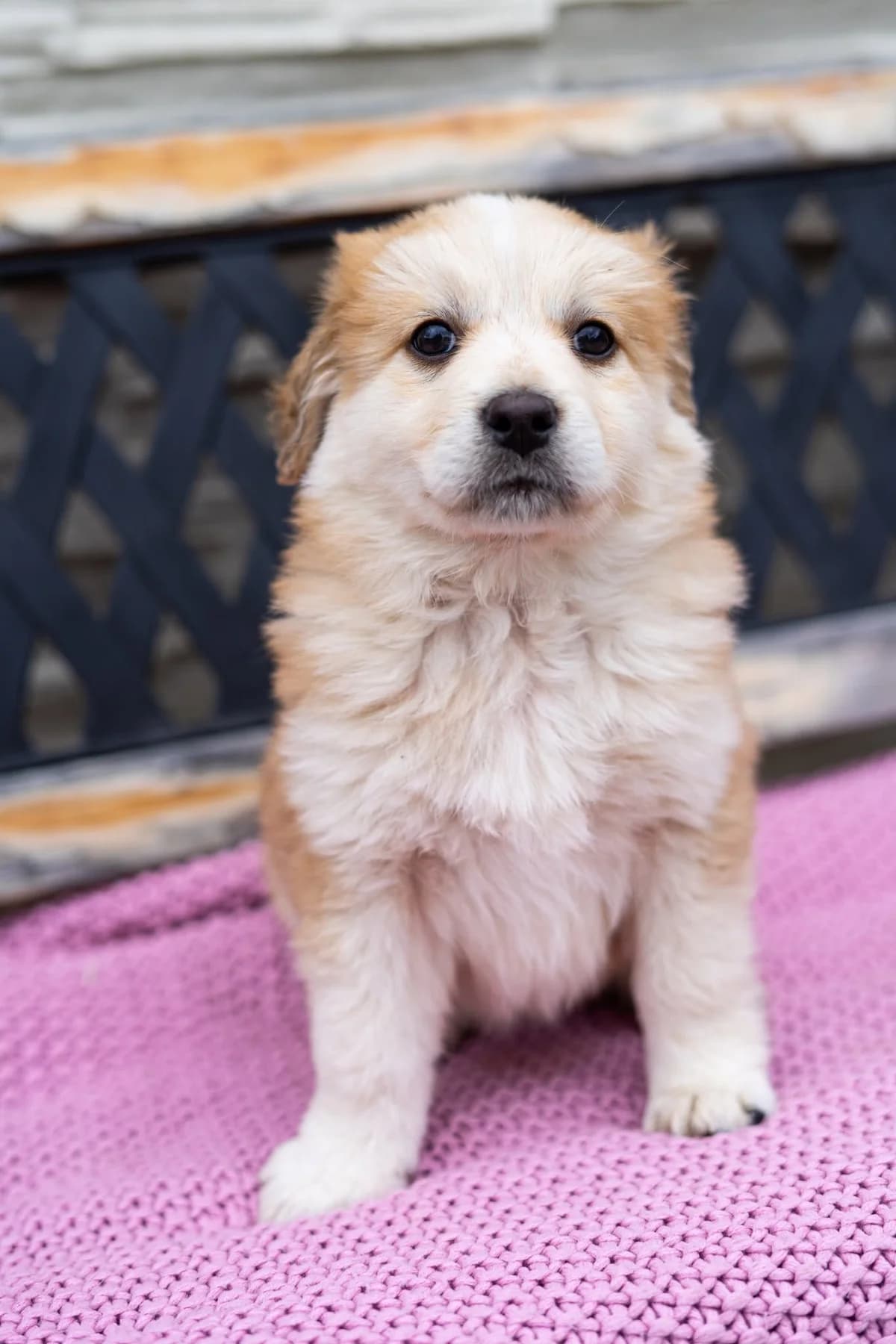 Nutella, female puppy Mixed Breed for adoption at Cesta za domovom