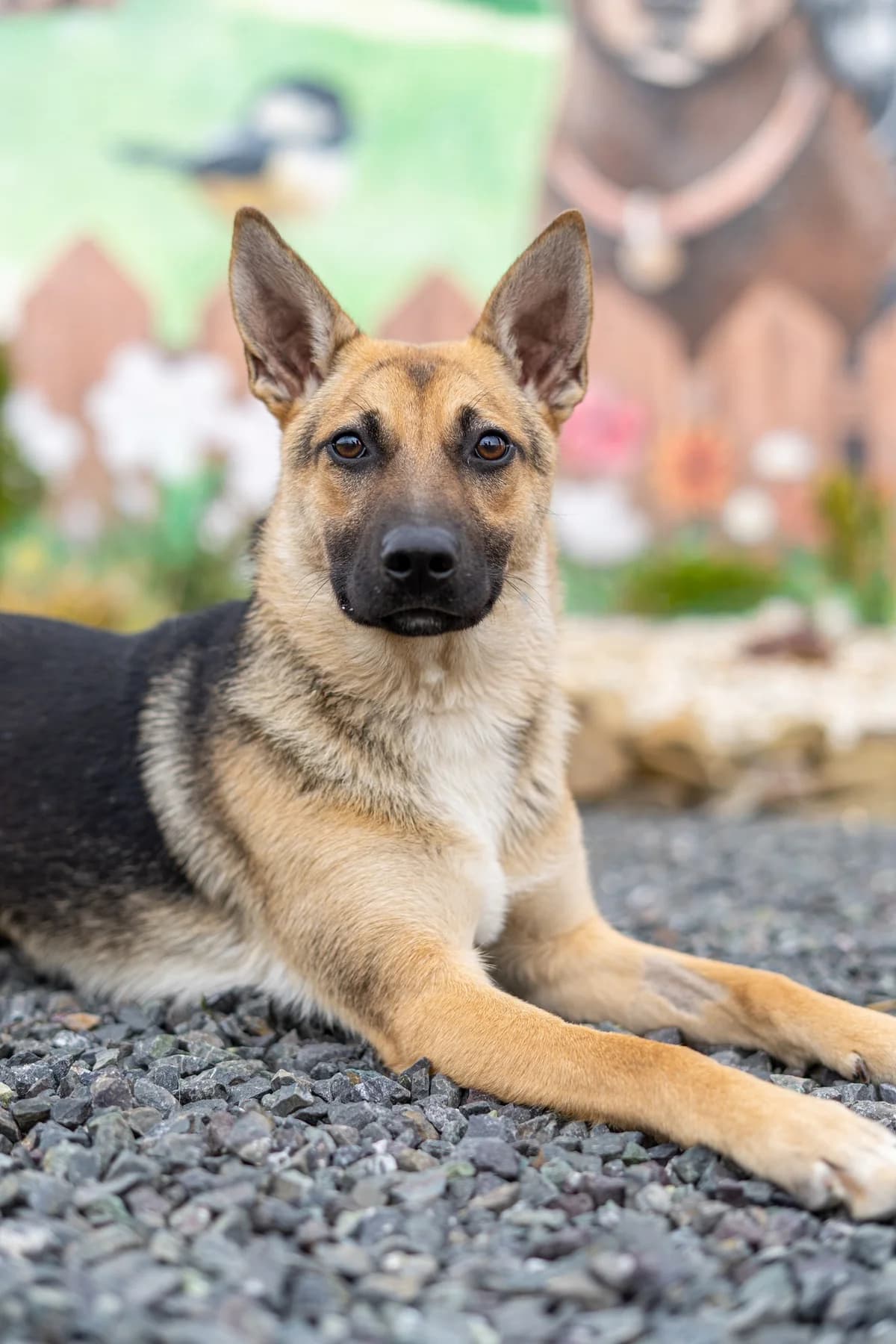 Nyra, female puppy Mixed Breed for adoption at Cesta za domovom