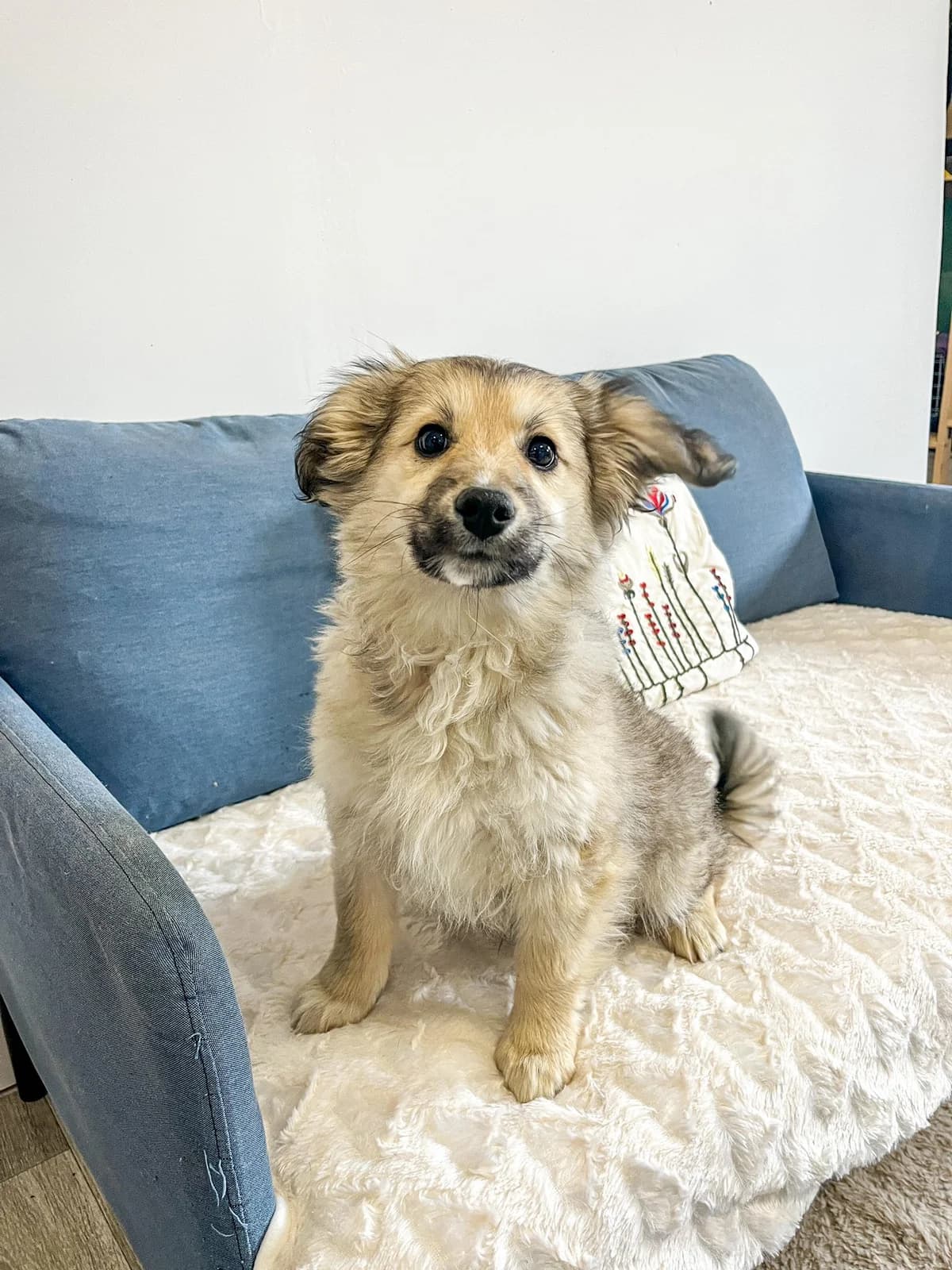 Paddu, male Mixed Breed for adoption at Cesta za domovom