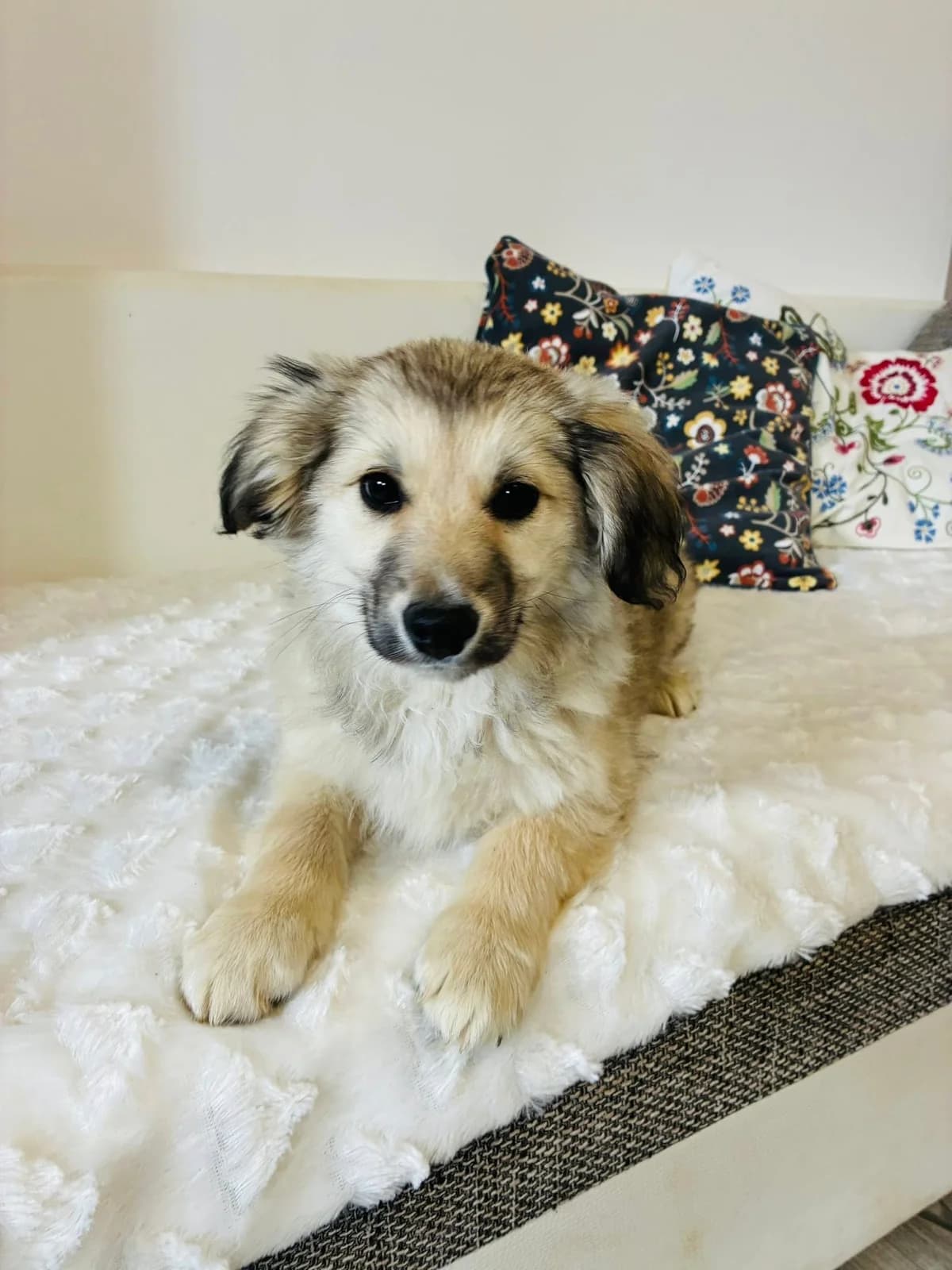 Paddu, male Mixed Breed for adoption at Cesta za domovom — photo 2 of 13