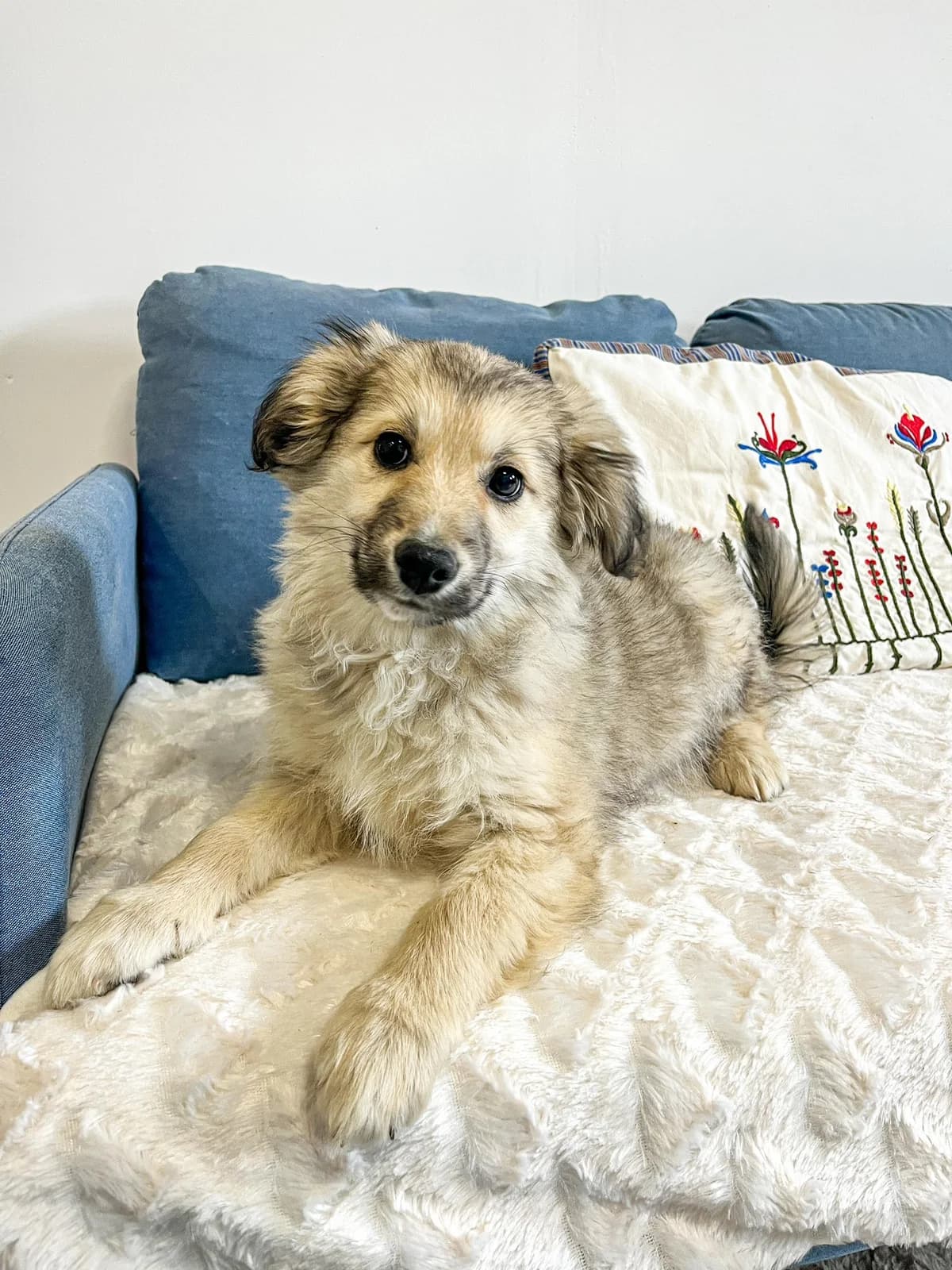 Paddu, male Mixed Breed for adoption at Cesta za domovom — photo 3 of 13