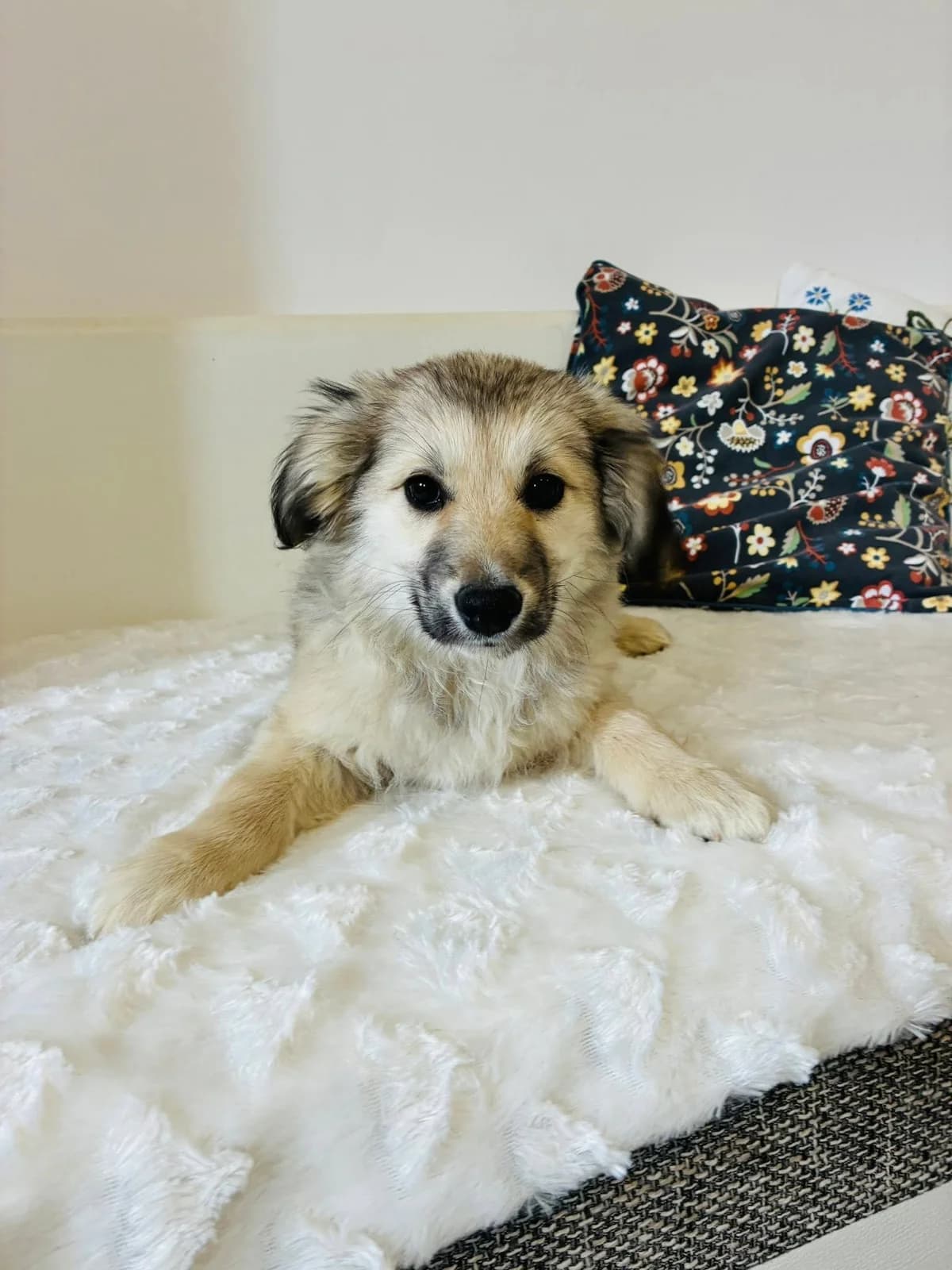 Paddu, male Mixed Breed for adoption at Cesta za domovom — photo 4 of 13