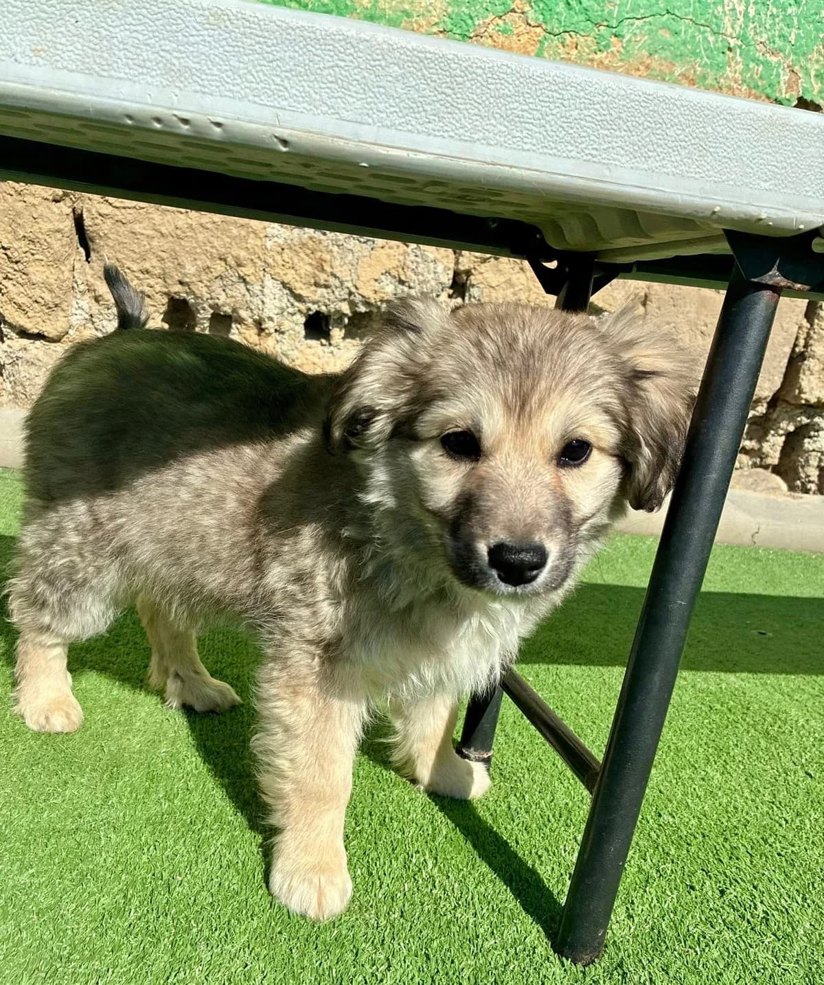 Paddu, male Mixed Breed for adoption at Cesta za domovom — photo 5 of 13