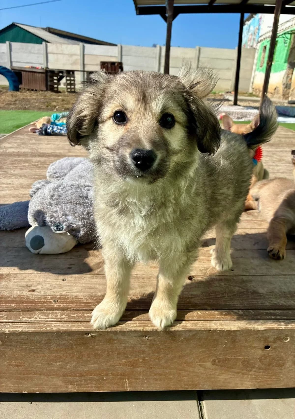 Paddu, male Mixed Breed for adoption at Cesta za domovom — photo 6 of 13