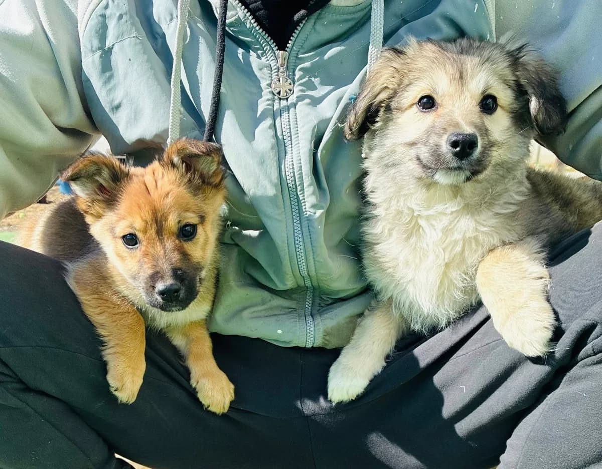 Paddu, male Mixed Breed for adoption at Cesta za domovom — photo 7 of 13