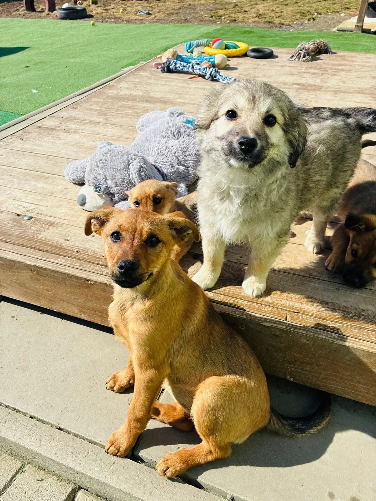 Paddu, male Mixed Breed for adoption at Cesta za domovom — photo 8 of 13