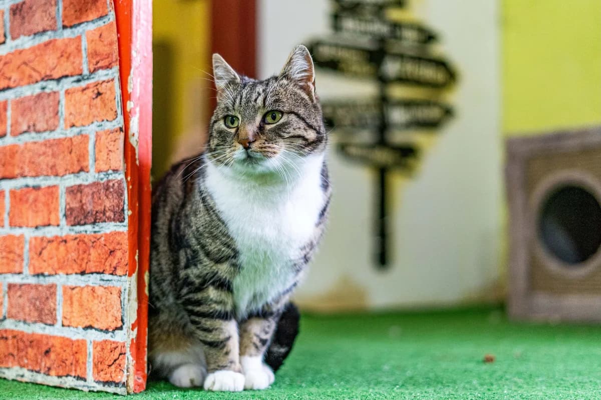 Pascal, male Mixed Breed for adoption at Cesta za domovom