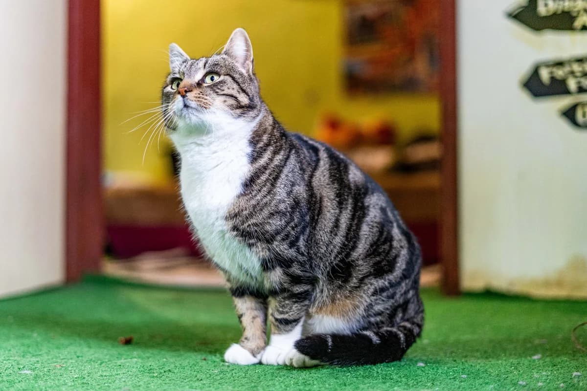 Pascal, male Mixed Breed for adoption at Cesta za domovom — photo 2 of 11