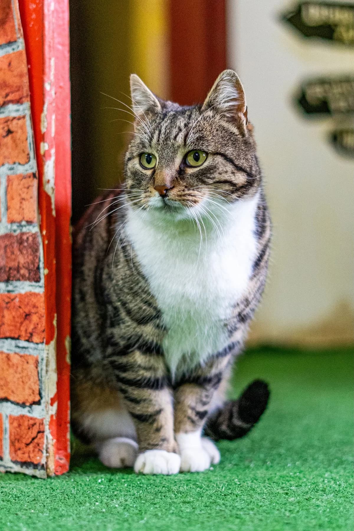 Pascal, male Mixed Breed for adoption at Cesta za domovom — photo 3 of 11