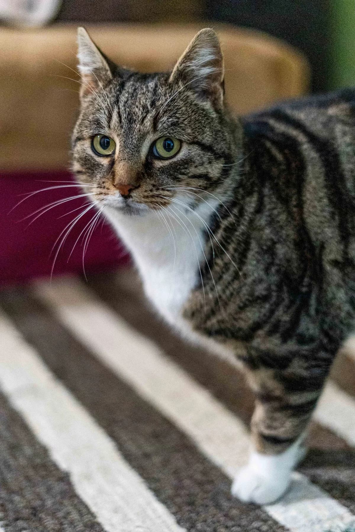 Pascal, male Mixed Breed for adoption at Cesta za domovom — photo 4 of 11