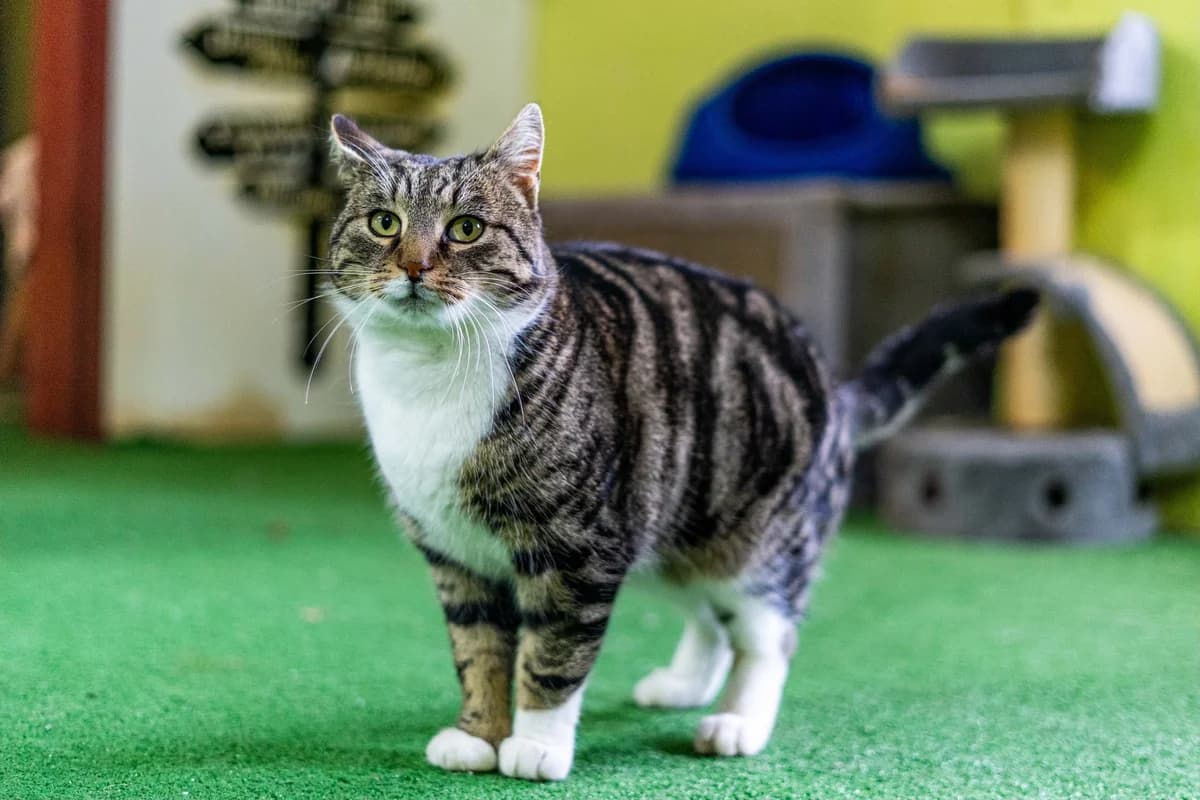 Pascal, male Mixed Breed for adoption at Cesta za domovom — photo 5 of 11