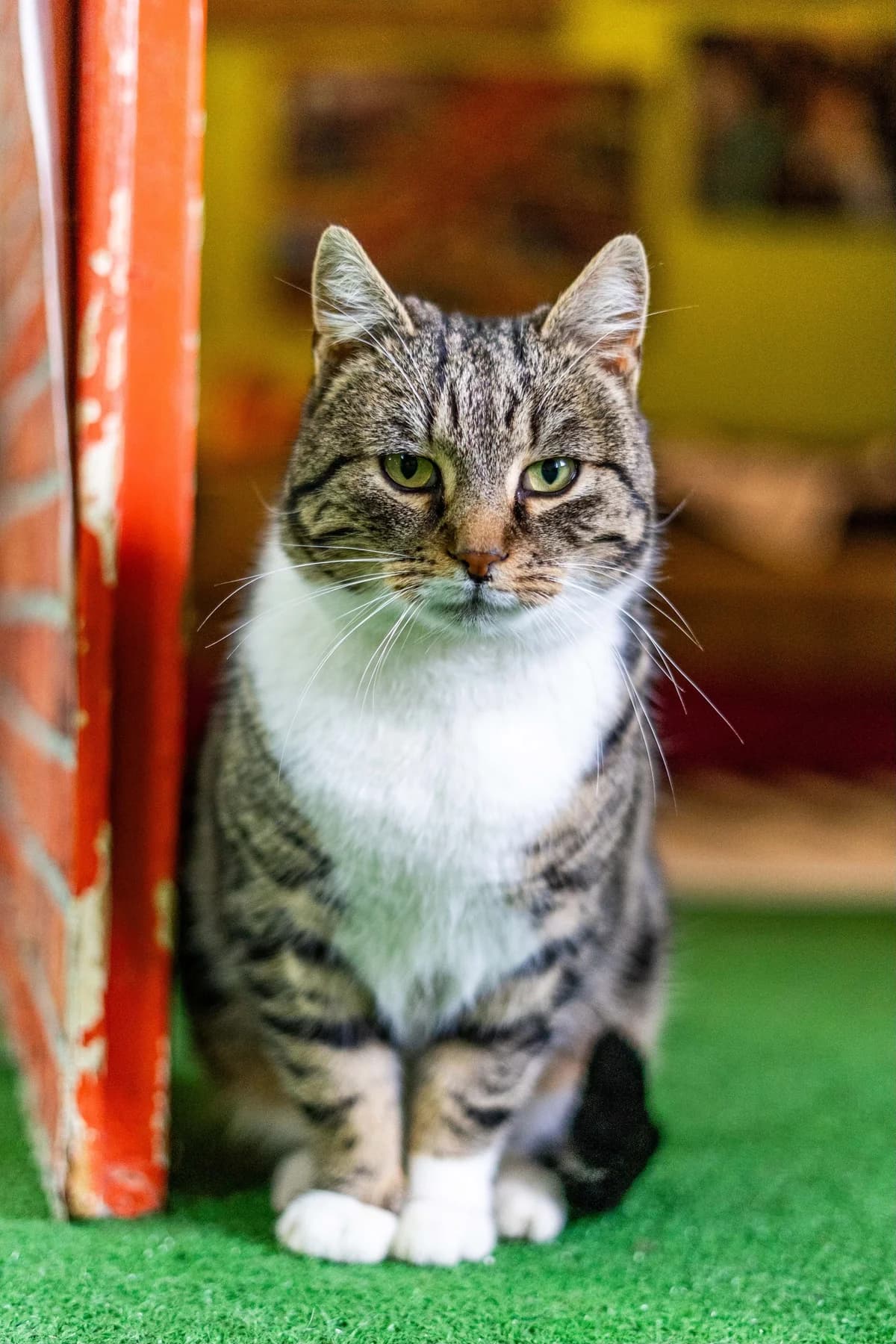 Pascal, male Mixed Breed for adoption at Cesta za domovom — photo 6 of 11